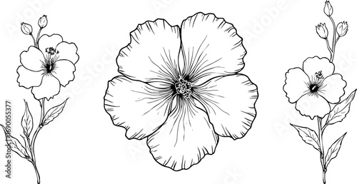 Monochrome Ink Hibiscus Flower Illustrations