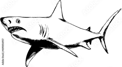 Hand Drawn Shark Illustration with Open Mouth