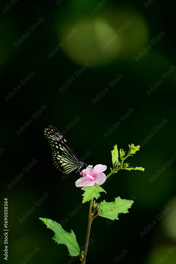 Fototapeta premium A beautiful butterfly with patterned wings rests gently on a slender flower stem, its delicate form silhouetted against a softly blurred, vibrant green background, embodying nature's serene beauty.