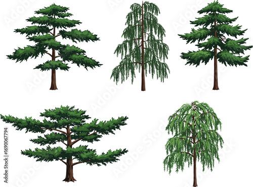 Set of pine and weeping tree illustrations, forest nature elements, green foliage artwork, cartoon conifer tree vector collection pack