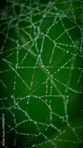 spider web with dew drops
