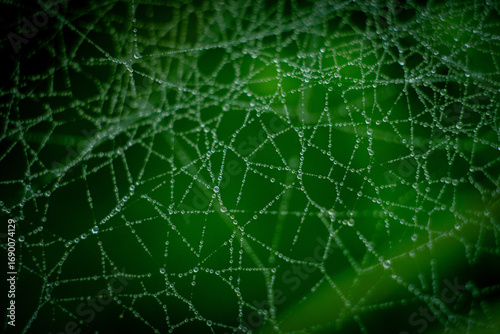 spider web with dew drops