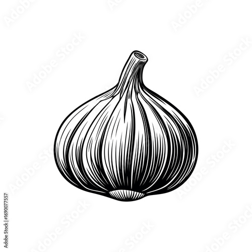Monochrome illustration of a single garlic bulb with intricate line work silhouette vector