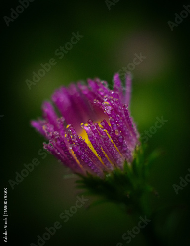 close up of a flower