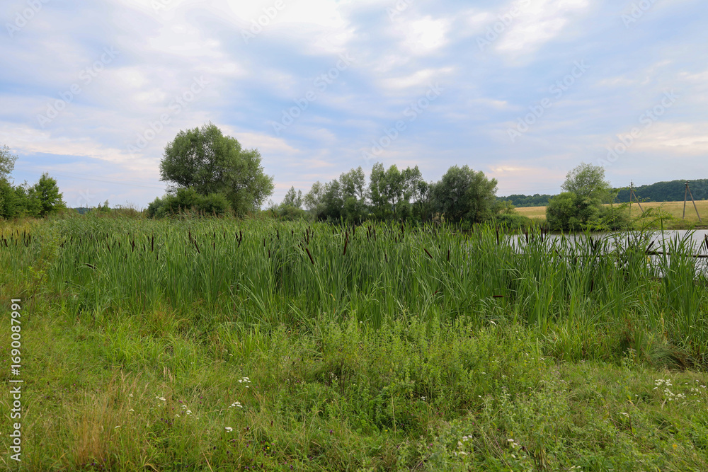 Obraz premium Dense thickets of reeds and other swamp vegetation frame the bank of a small pond. The landscape conveys the feeling of a quiet summer day in nature, with a blurred sky and a wooded background.