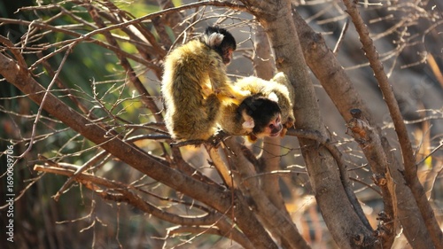Monkey Business in the tree during a playful afternoon.
