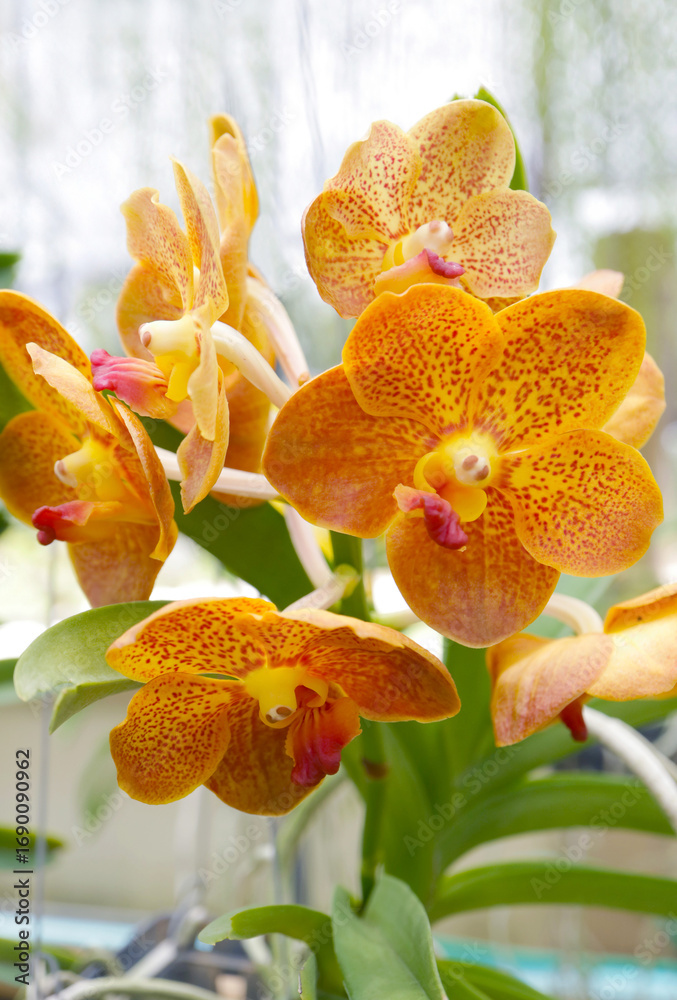 Fototapeta premium Vanda’s Fiery Elegance, Bunch of Full Boom Yellow with Red Marking Radiant Orchids