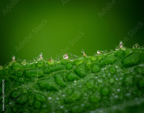 green leaf with water drops