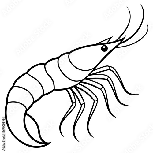 White Shrimp Line Art