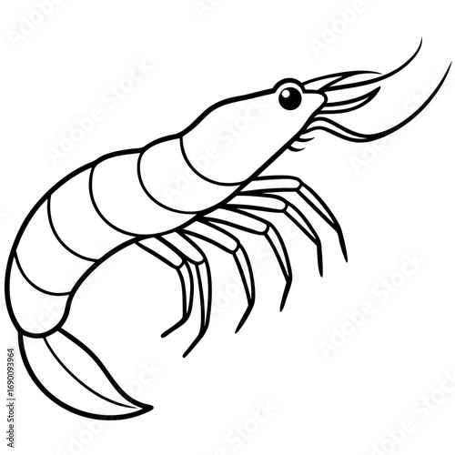White Shrimp Line Art