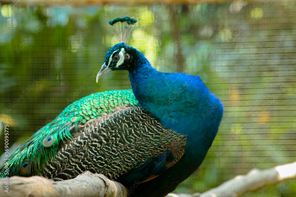 Fototapeta premium a peacock in a cage at a zoo. a very special bird because of its feathers.