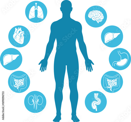 Vector illustration of human body silhouette with internal organ icons, anatomy symbols, medical infographic, healthcare education, physiology diagram, biological system conceptVector illustration 
