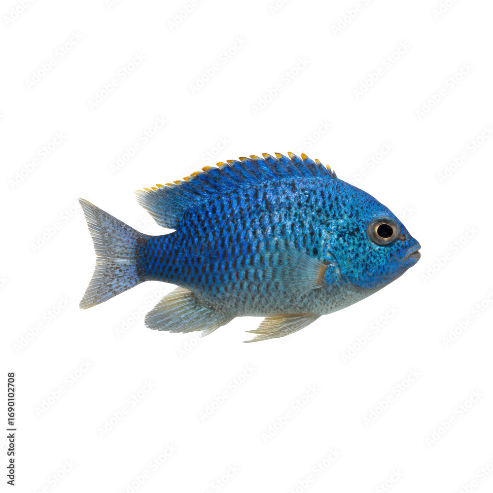 Naklejka premium Vibrant Blue Chromis Fish Isolated on Black Background