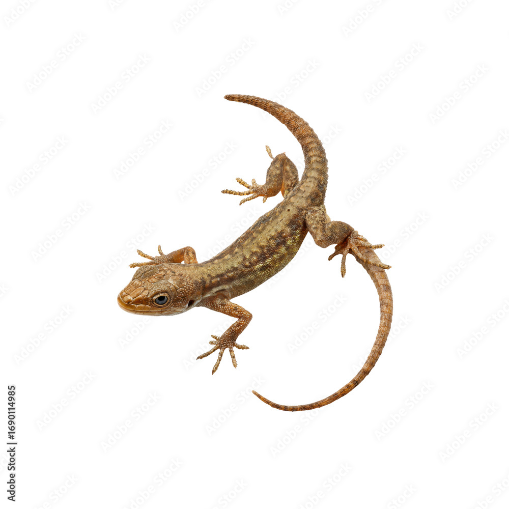 Naklejka premium Close-up of a Small Brown Lizard on a Black Background