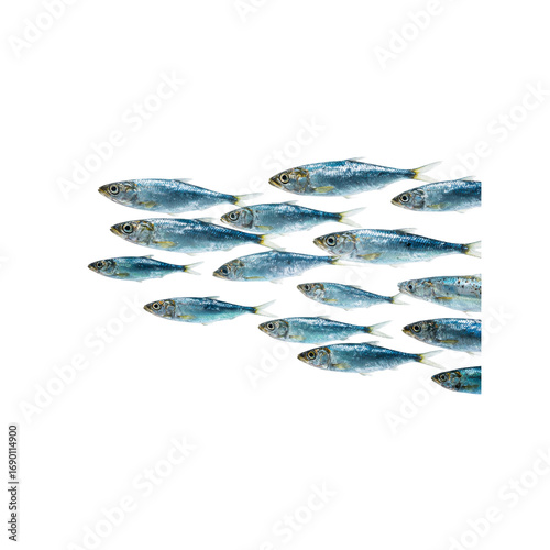 School of Fish Swimming in Formation, Isolated on Black Background