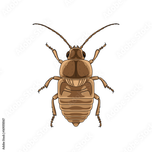 Detailed illustration of a small brown insect with six legs antennae and segmented body showcased against a white background