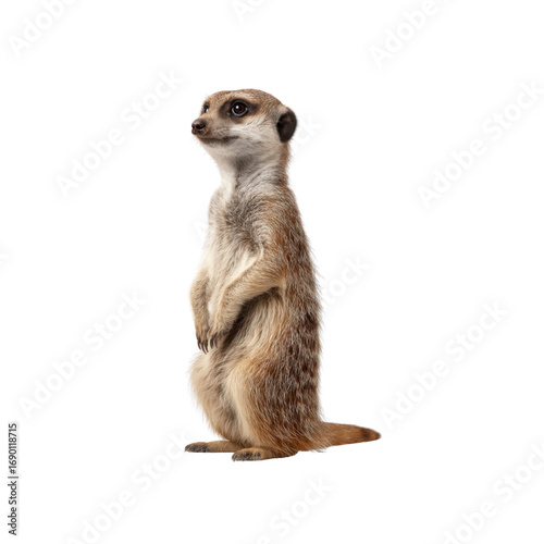 Alert Meerkat Standing on Hind Legs, Isolated on Black Background