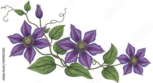A decorative vine with purple clematis flowers and green leaves, isolated on transparent background