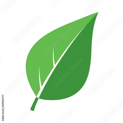Simple Green Leaf Illustration with Veins and Pointed Tip