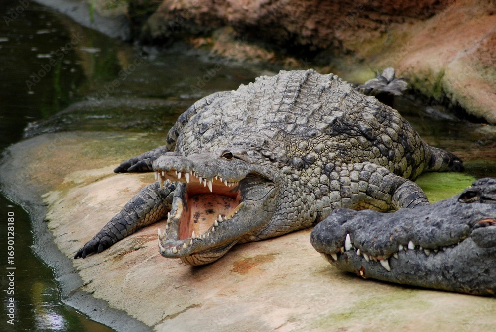 Fototapeta premium Portrait of crocodile