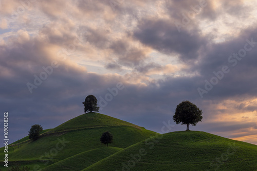 Fotografía the drumlins - moraine hills with a linden tree on the top at sunset