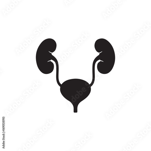 Urinary system vector icon isolated on white background