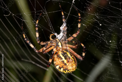 a wasp spider with prey in its web