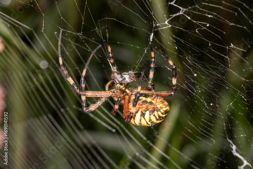 a wasp spider with prey in its web