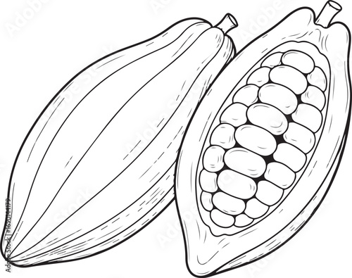 Hand Drawn Cocoa Pods One Whole One Halved cacao bean