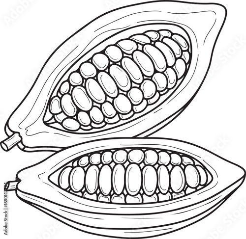 Two Halves of a Cocoa Pod with Beans Keywords: cocoa, cacao, pod, bean, fruit, food, ingredient