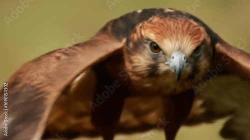 red tailed hawk