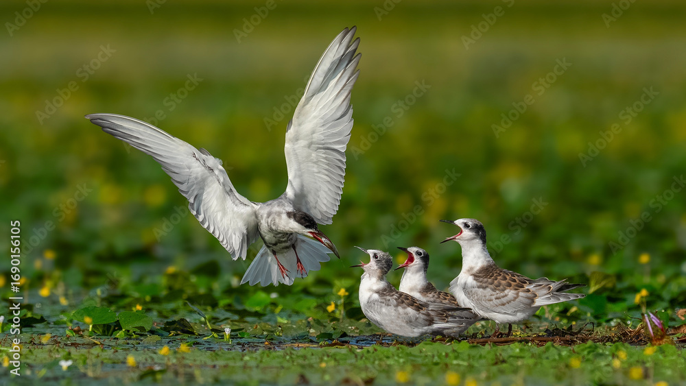 Fototapeta premium canada goose on the grass