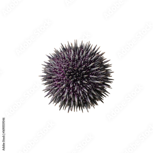 Close-up of a Purple Sea Urchin with Sharp Spines on Black Background