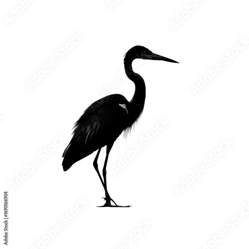 Silhouette of a Great Blue Heron Standing in the Dark