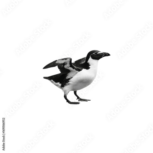 Razorbill Auk with Wings Partially Extended, Black and White