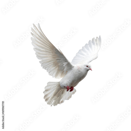 Majestic White Dove in Flight, Symbol of Peace and Hope