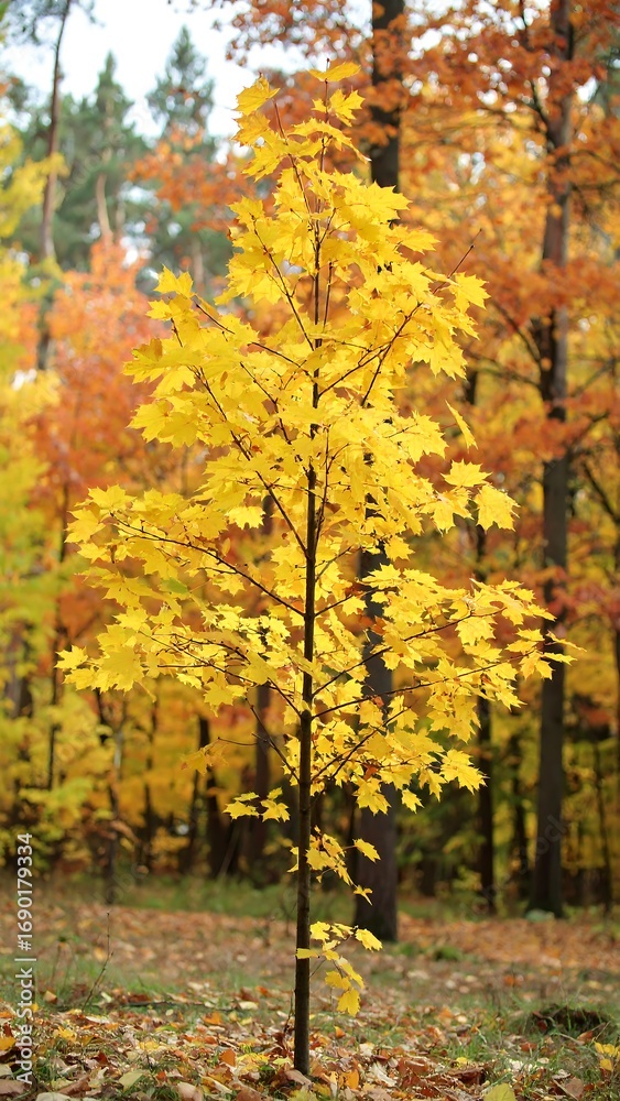 Naklejka premium Vibrant yellow tree amidst autumn foliage in forest