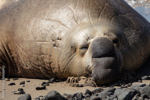 Sammy the Southern Elephant Seal on the beach in  Portland