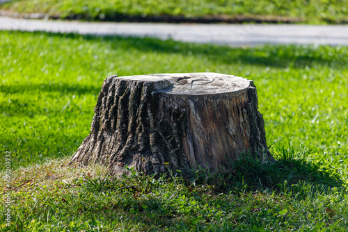 Quadro su tela A large tree stump is sitting in a grassy field