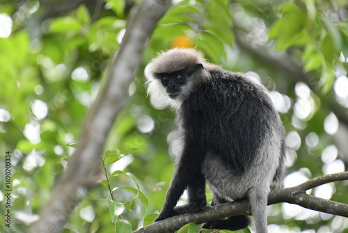 This striking photo captures a purple-faced langur in its natural habitat. The monkey's distinctive gray-black fur and light purple face are beautifully highlighted against the lush, green background.