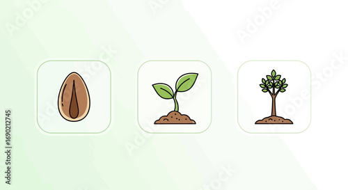 Seed to Sapling Growth Stages of a Plant