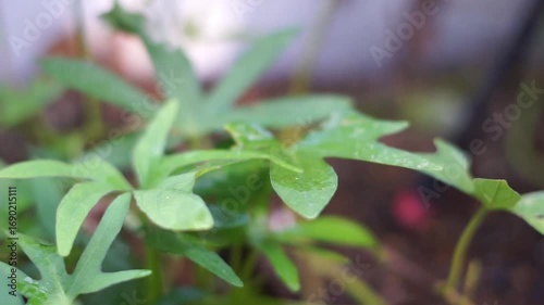 droplet of water drops on vegetable leaves