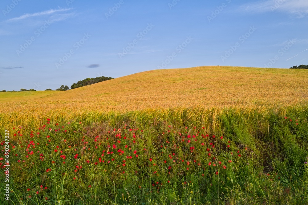 Fototapeta premium 들판 구름 경작 대지 경치