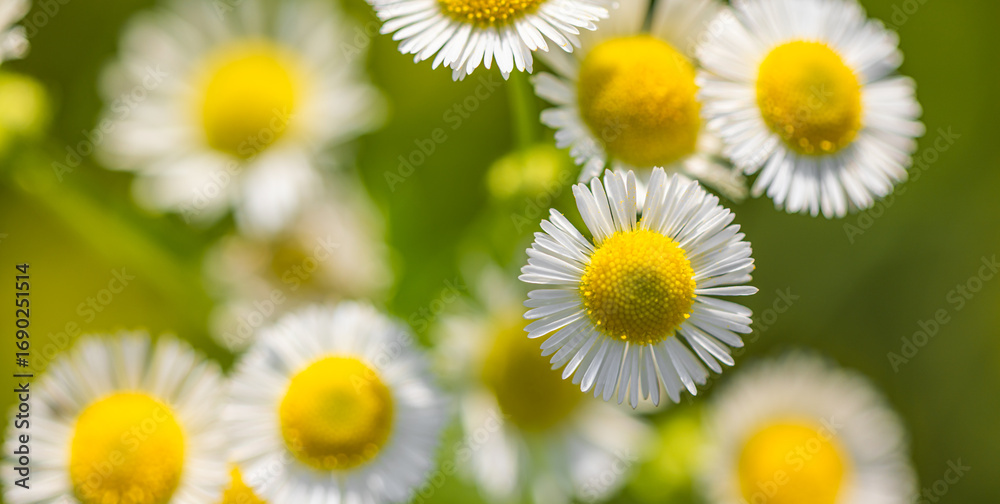 Obraz premium Fresh sunny daisy flowers in spring and summer closeup macro, peaceful floral background with bright sunlight, soft white and yellow petals, wildflower meadow garden bloom for nature beauty and season