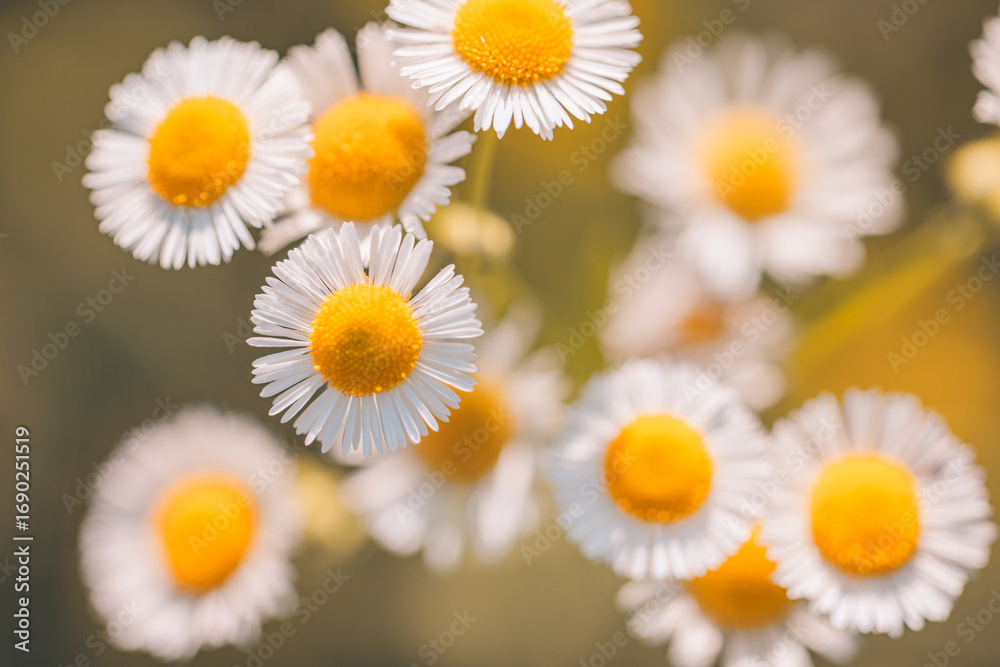 Obraz premium Vintage sunny daisy flowers in spring and summer closeup macro, peaceful floral background with bright sunlight soft white and yellow petals, wildflower meadow bloom for natural seasonal garden beauty