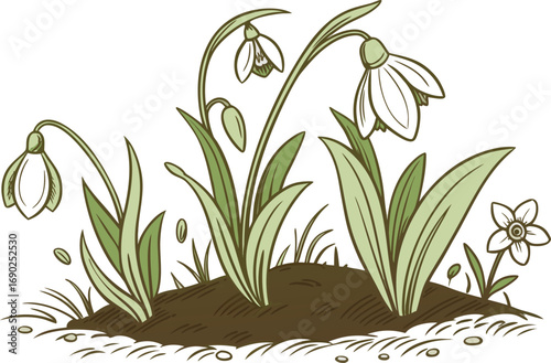 Illustration of snowdrop flowers growing in a small patch of soil, with a small white flower on the side