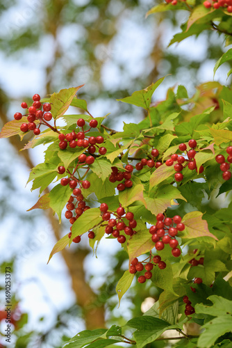 Viburnum berries on the branches of the tree in autumn
