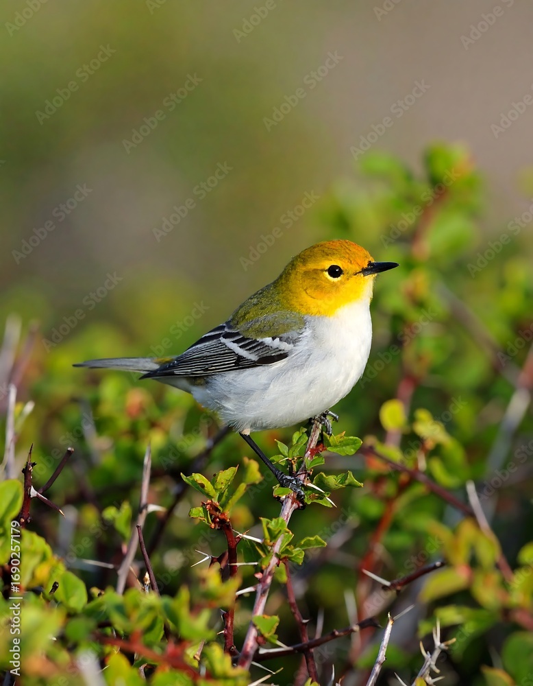 Fototapeta premium Small bird perched on thorny bush