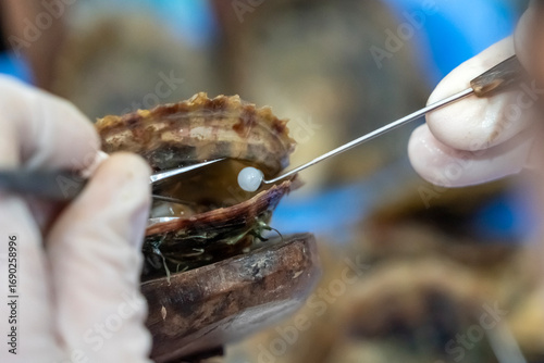 A worker at an oyster pearl farm carefully extracts pearls from oysters using tongs. Traditional farming method highlights the abundance of cultured gems in Vietnam.