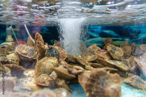 Oysters at  oyster farm cultured to produce pearls